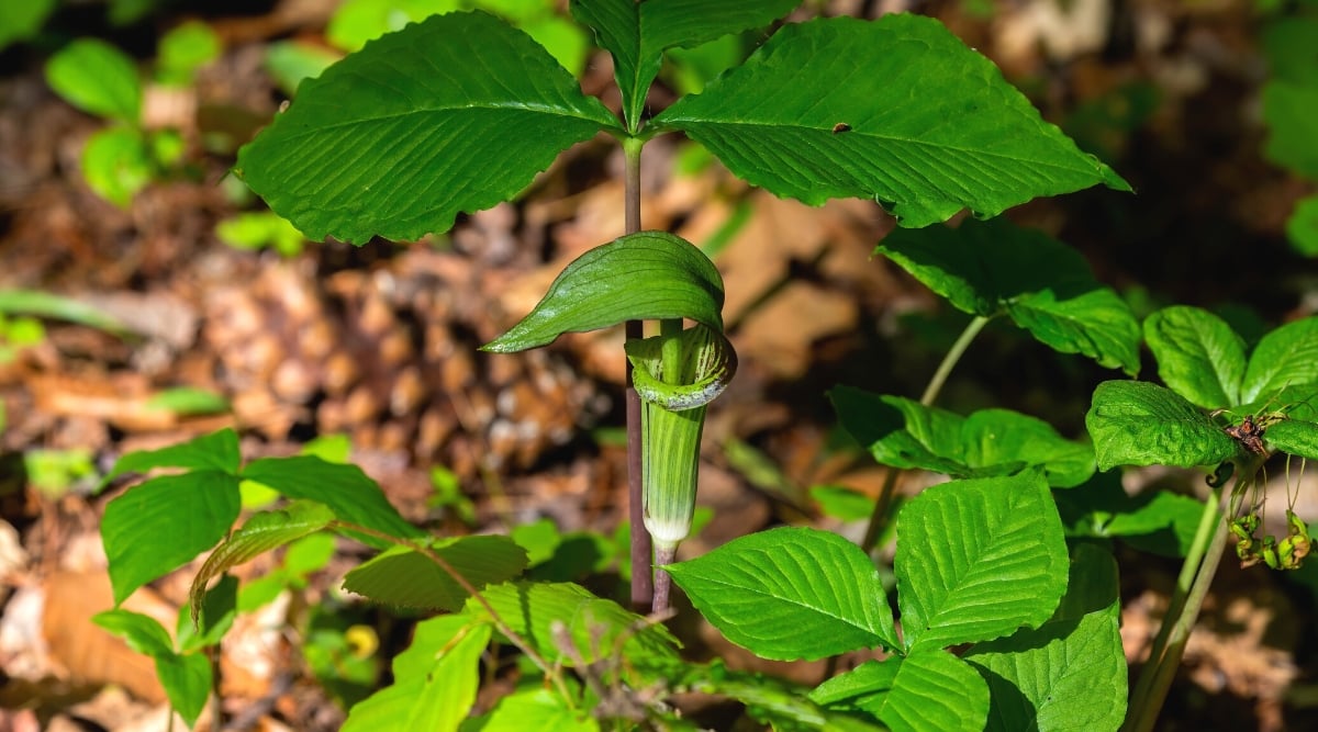 A close-up of a flowering plant, Arisaema triphyllum, commonly known as jack-in-the-pulpit, in the forest. It is a perennial plant native to eastern North America. The plant has a single stem that comes out of the ground, with a characteristic structure at the top of the stem known as the "pulpit" or "hood". Striped in shades of green and purple, this hood-like structure wraps around a central column, giving the impression of a preacher in a pulpit. The leaves are large, three-leaved, consist of green and deeply divided leaflets.