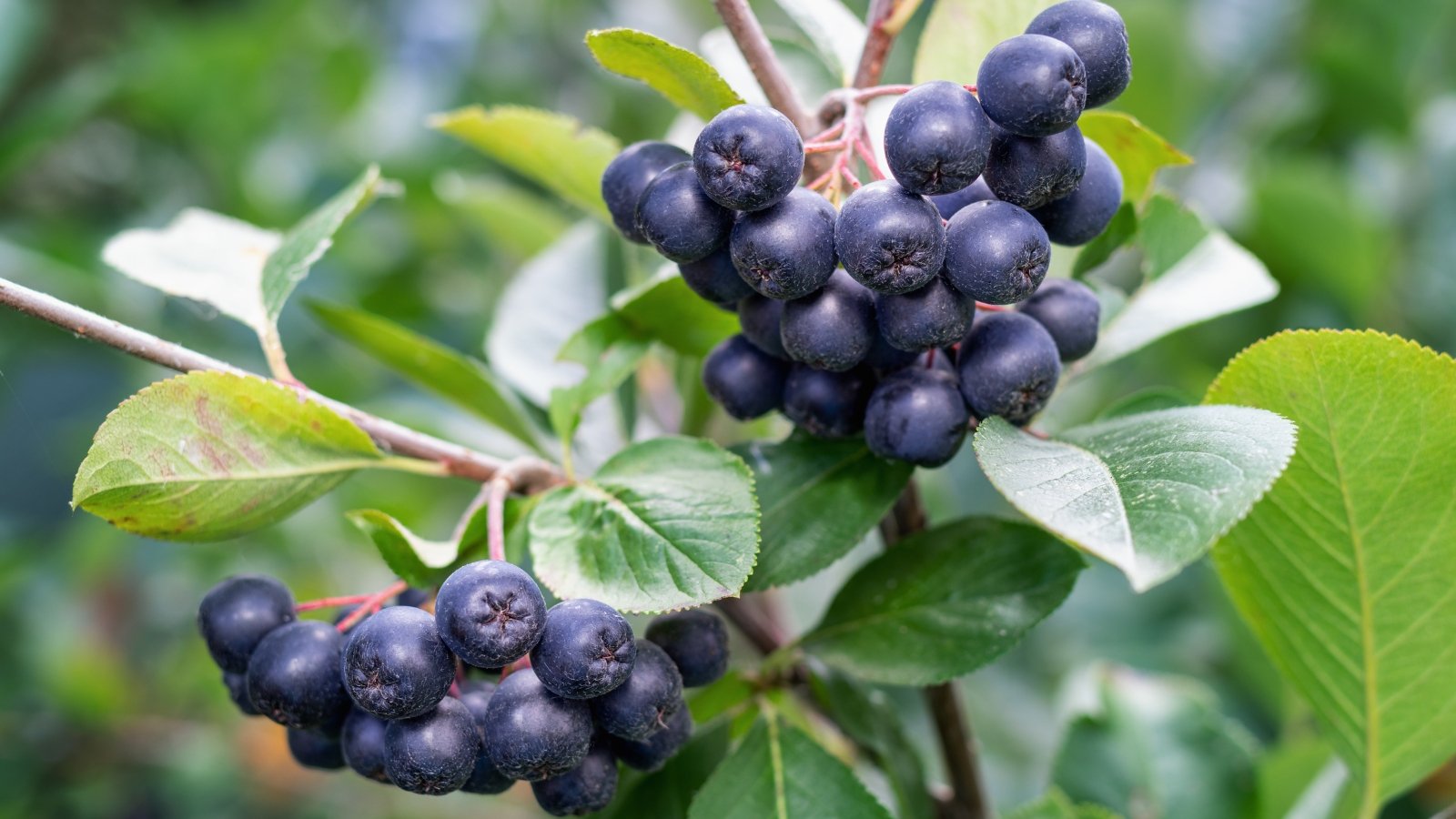 A close-up of two clusters of ripe, dark chokeberries nestled among green leaves, promising tartness and antioxidants in every juicy bite.