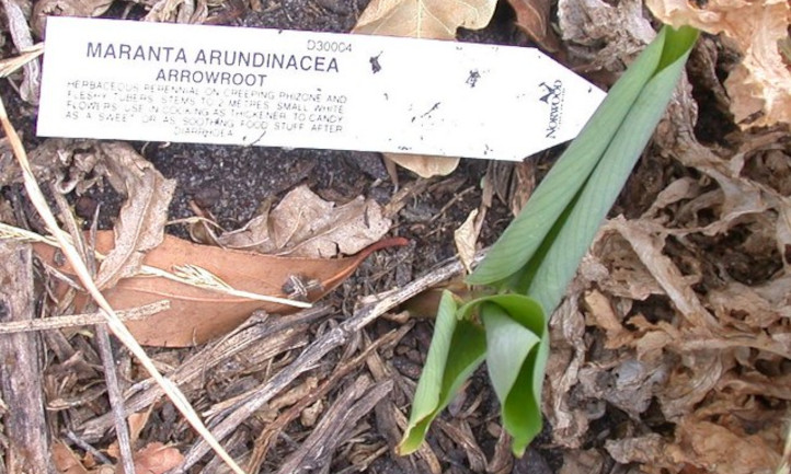 Arrowroot plant seedling