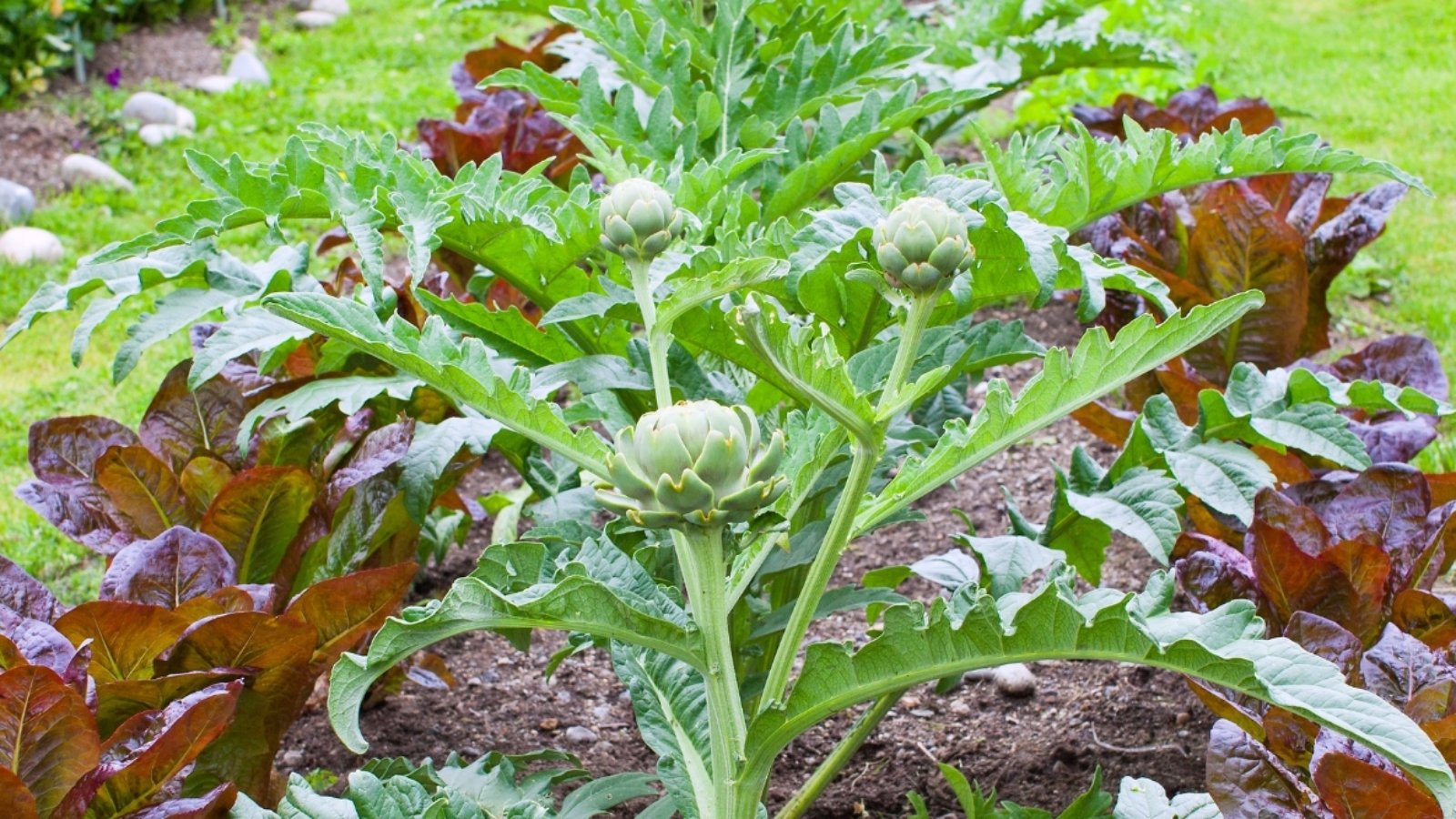 One row of globe artichoke plants planted in the middle of two rows of red romaine lettuce that has vibrant dark red-burgundy leaves. The artichoke heads grow atop thick, green stems with long split-leaves growing from the main thick stem. Three artichoke heads grow in round spheres. The garden has slightly rocky soil on the top and lush green grass grows in the background.