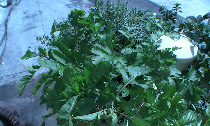 Arugula in a tower garden