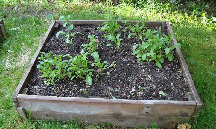 Arugula in raised bed