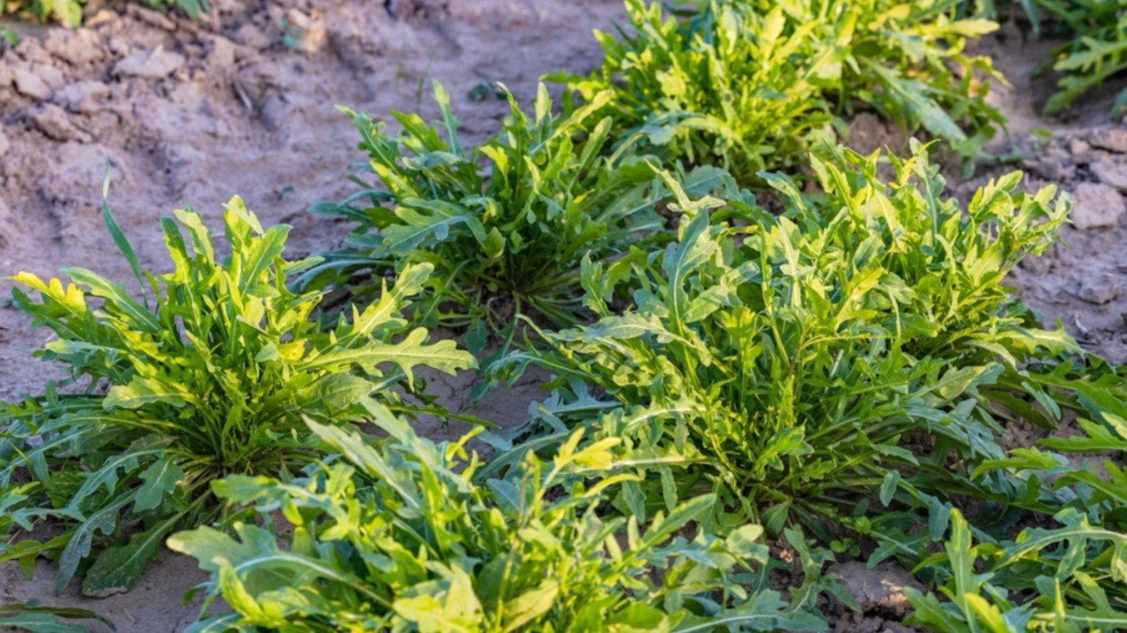 Close-up of arugula plants growing in rows in a garden. Arugula, also known as rocket or roquette, is characterized by its deeply lobed, elongated leaves with a distinct peppery flavor. The leaves are dark green, with slender stems connecting them to a central rosette.