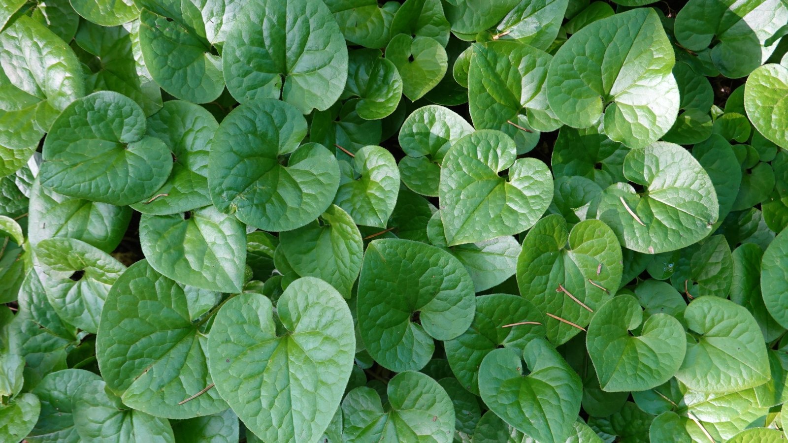 A sea of round, glossy green leaves with subtle veining covers the ground densely, the heart-shaped foliage overlapping and creating a lush carpet of greenery.