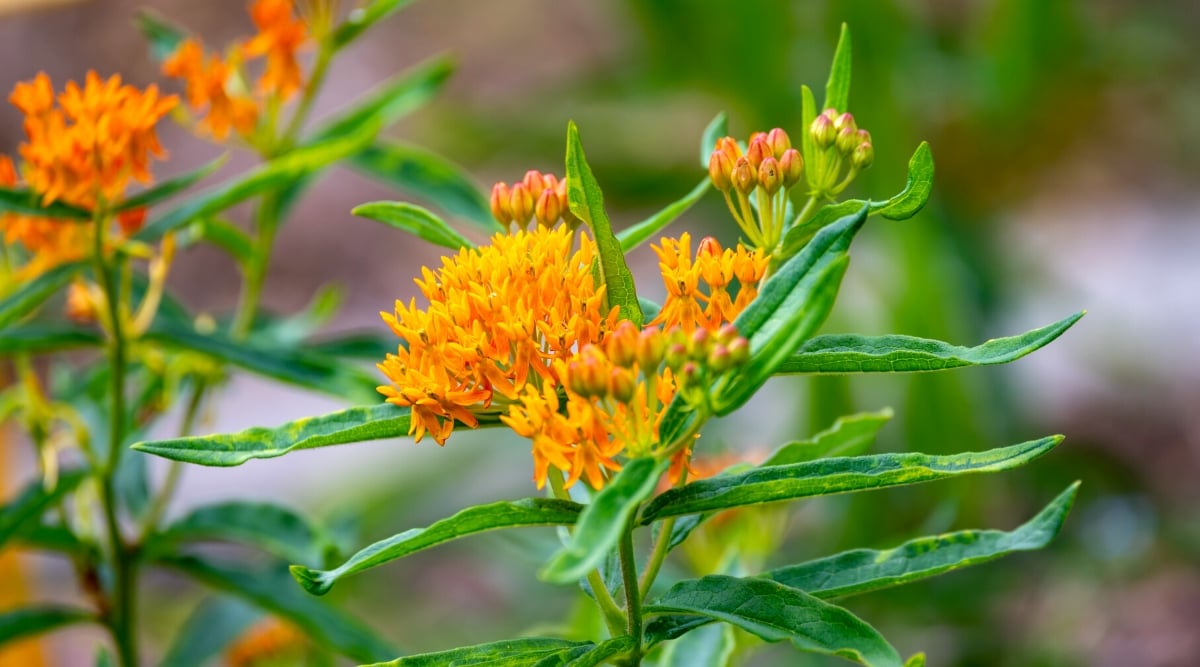  A closeup of Butterfly Milkweed with a tall green stem, long skinny leaves, and a cluster of tiny orange flowers on top.