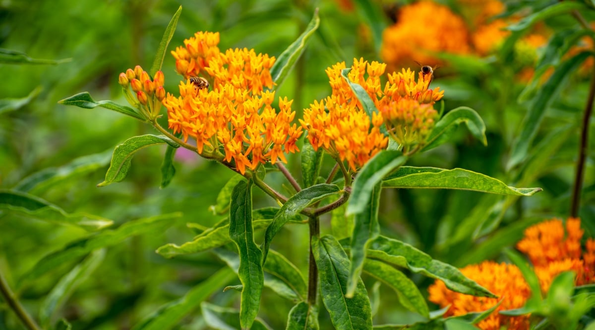 Close-up of Asclepias tuberosa flowering plant in the garden. The plant forms groups of upright stems. The stems are strong and pubescent, with a reddish or greenish tint. The leaves of Asclepias tuberosa are lanceolate and arranged alternately along the stem. The leaves are bluish-green in color and make an attractive backdrop for the vibrant flowers. Asclepias tuberosa produces clusters of bright orange flowers at the top of the stems. Each flower consists of five petals that form a characteristic star shape.