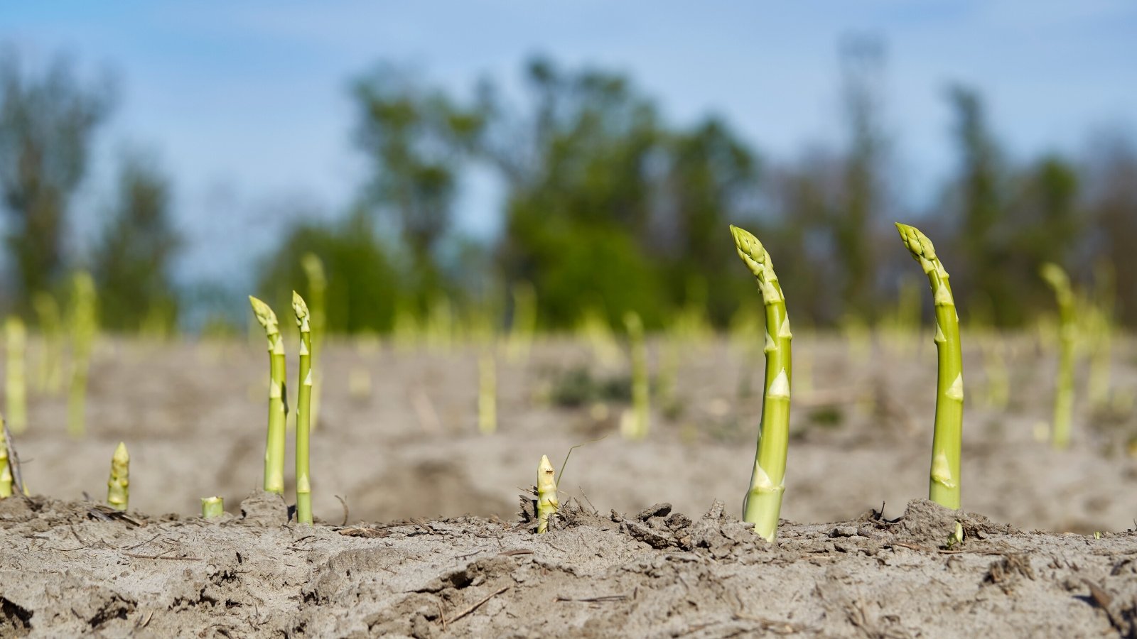 Close-up of growing Asparagus in a sunny garden. Asparagus is distinguished by its slender, spear-like stems that emerge from the soil. These stems are pale green. Asparagus spears are straight and have a slightly rough texture towards the base, while the tips are tightly closed and tender.