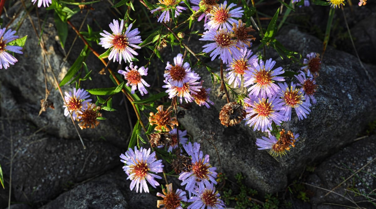 Blooming Aster flowers with purple flowers having water condensation, sitting on top pf rocks.