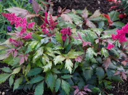 Astilbe care