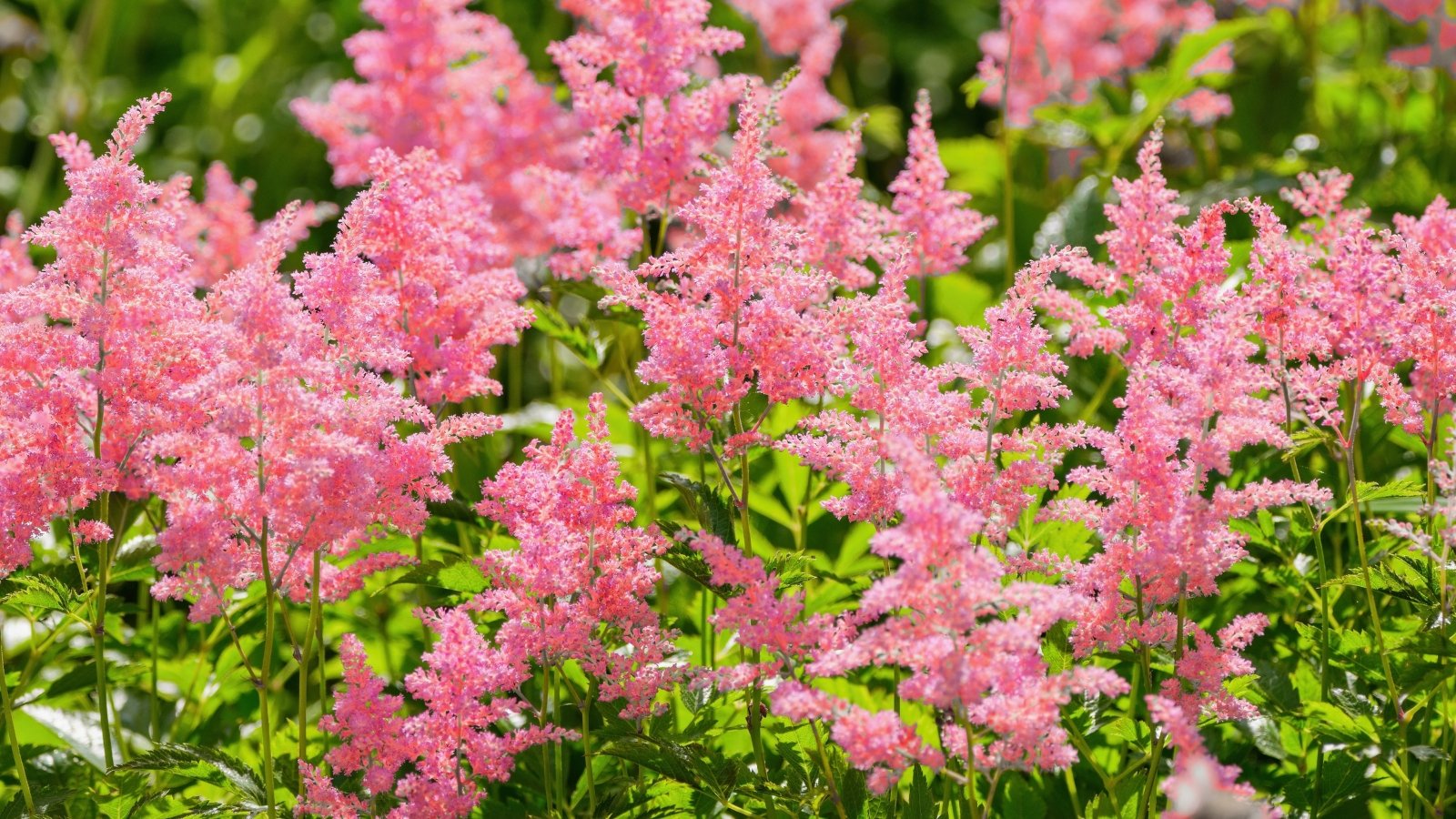 Astilbe japonica displays finely divided, fern-like foliage and produces feathery plumes of flowers in a bright pink hue.