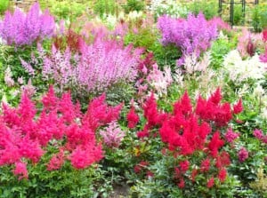 In a beautiful garden, an array of wildflowers bloom among lush green foliage, painting a picturesque scene with nature's brushstrokes. Delicate petals in shades of pink, purple, and white dance in the gentle breeze.