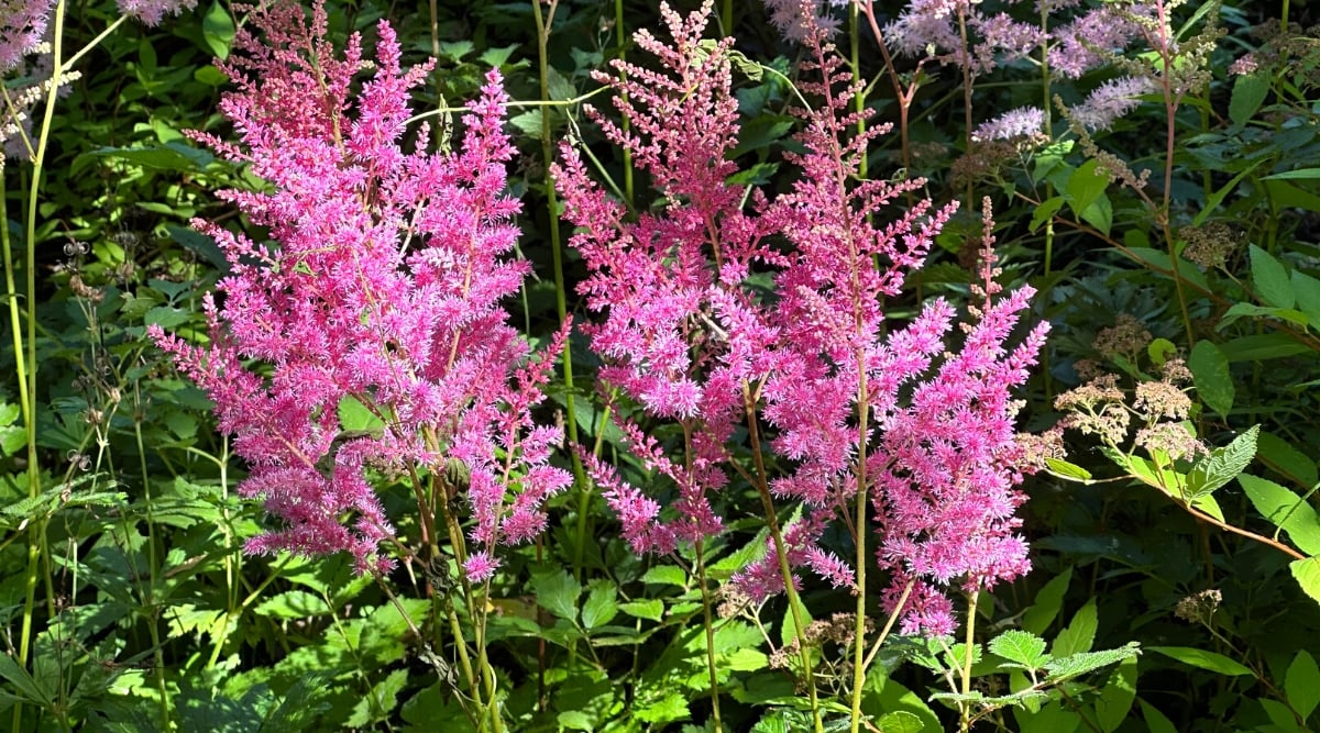 Close-up of blooming Astilbe in a sunny garden. Astilbe, known for its elegant and feathery plumes, is a perennial herbaceous plant with attractive foliage. The leaves are compound, divided into multiple serrated green leaflets. The feathery, plume-like flowers of delicate pink color rise above the foliage.