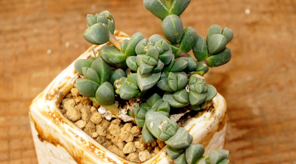 Astridia Velutina Planted in Small Pot