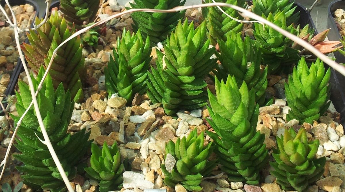 Rare Astroworthia bicarinata Succulents Growing in a Rock Garden