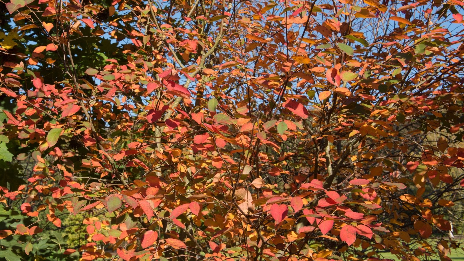 A serviceberry shrub with crimson foliage basks under the sun's warmth, evoking a picturesque autumnal scene in nature's embrace.