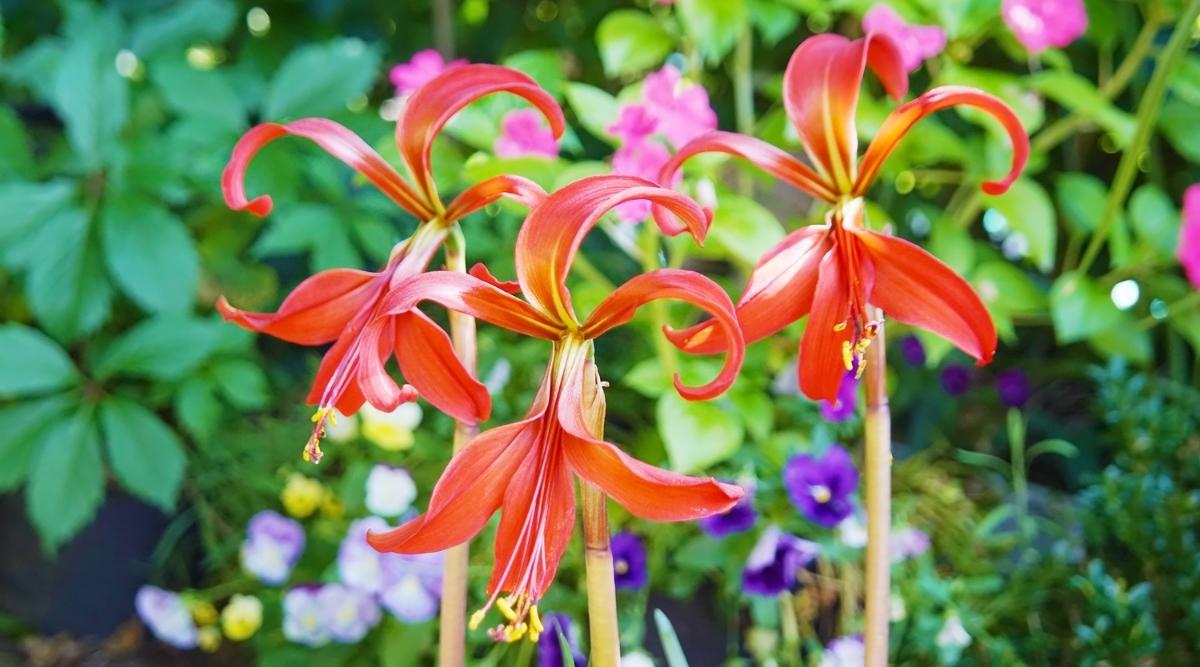 Aztec Lily