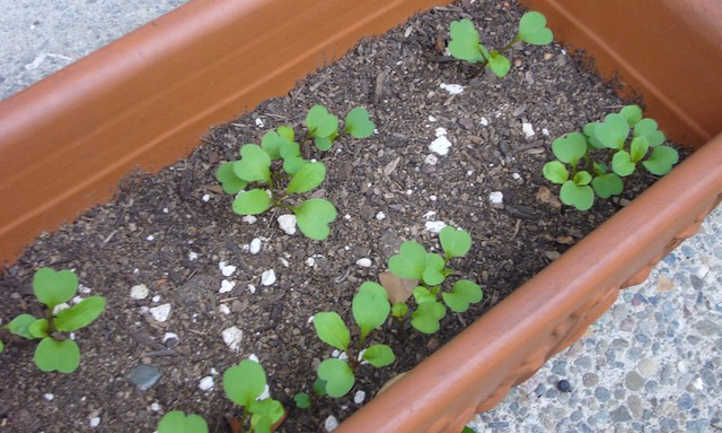 Baby arugula