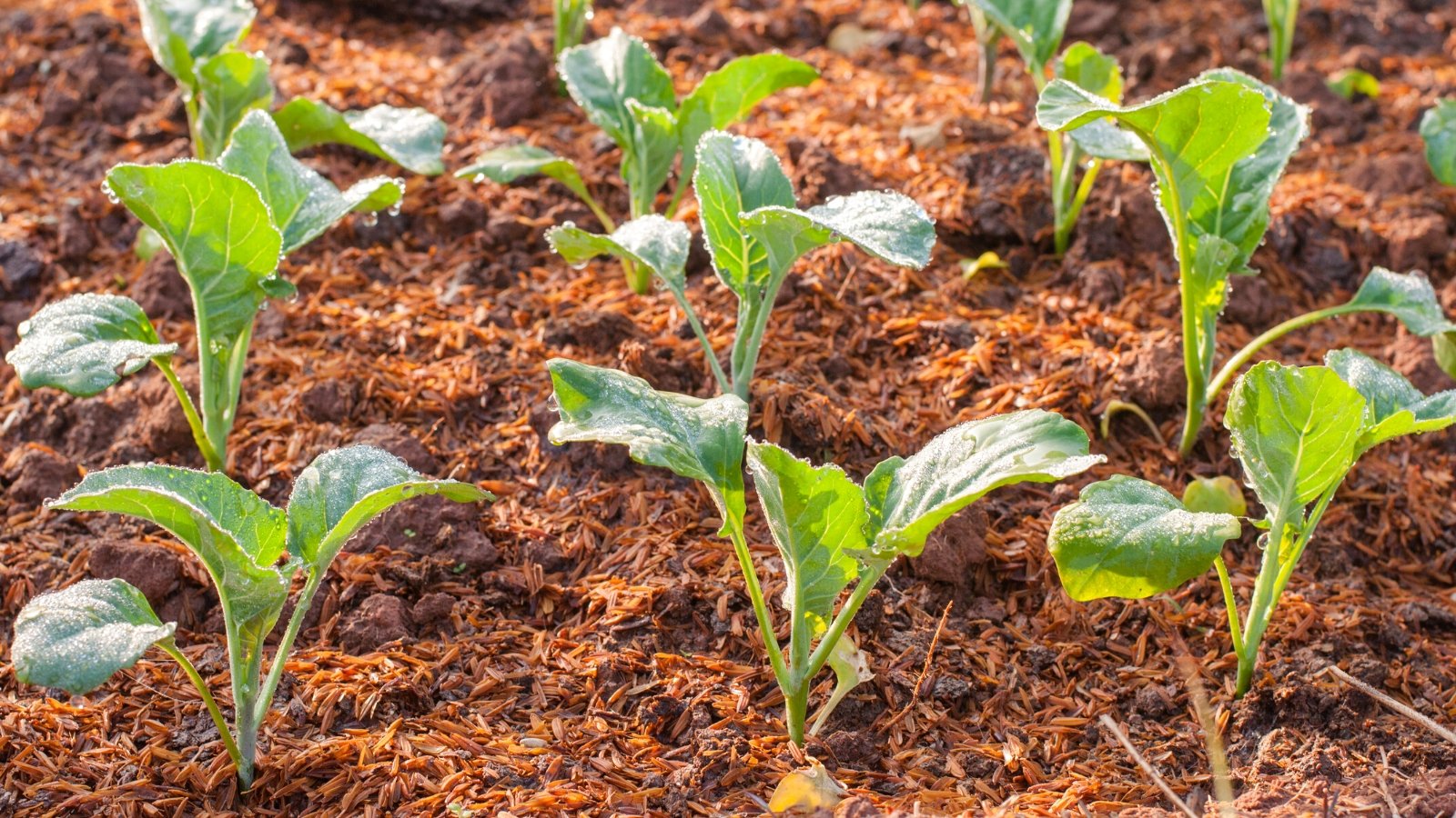 Close-up of Baby kales growing in rows in a garden bed. Baby kale boasts small, tender leaves that are vibrant green in color, with delicate veins running through them. These leaves are softer and more tender compared to mature kale, with a slightly curly texture.