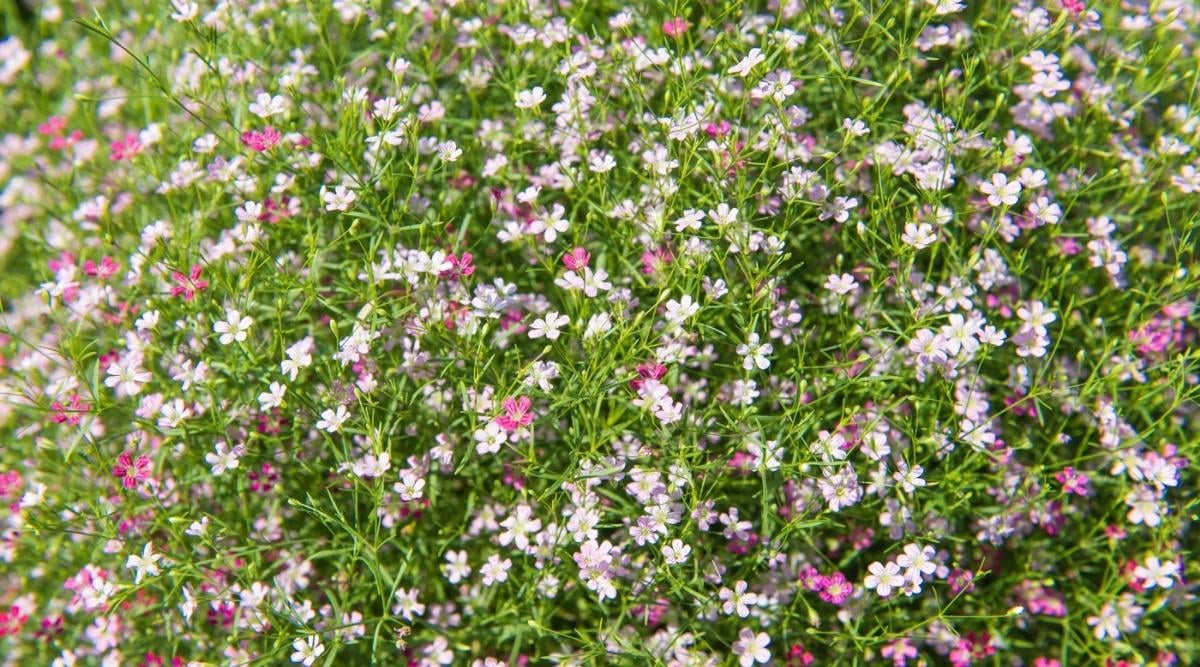 Babys Breath