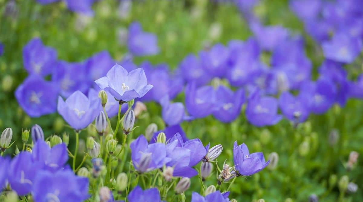 Balloon Flowers