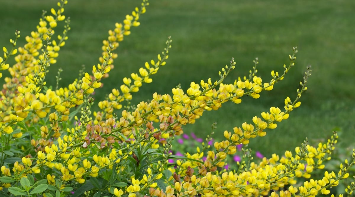 A Baptisia australis plant with long slender stems covered in bright yellow flowers.