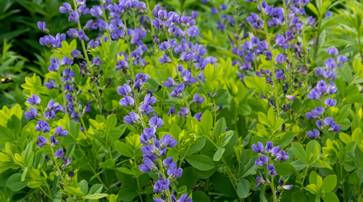 Close-up of a growing Baptisia australis plant in a garden. The plant forms clumps with strong erect stems covered with bluish-green trifoliate leaves. The leaves are smooth and have a slightly leathery texture. Baptisia australis produces tall spikes of pea-like flowers at the tops of the stems. The flowers are a bright shade of blue.