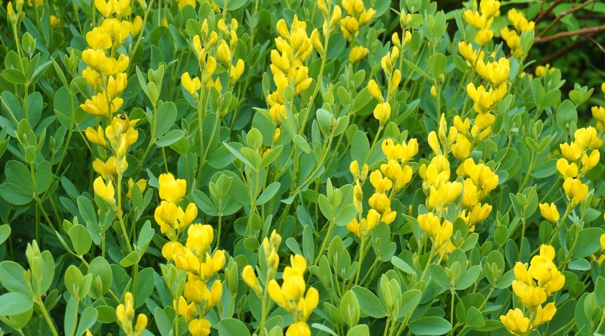 Close-up of a flowering plant Baptisia cinerea. The plant forms erect stems covered with greyish-green trifoliate leaves. Each leaf consists of three oval-shaped leaflets with a smooth or slightly hairy texture. Baptisia cinerea produces attractive yellow flowers. The flowers are similar to peas and are collected in oblong brushes at the tops of the stems.