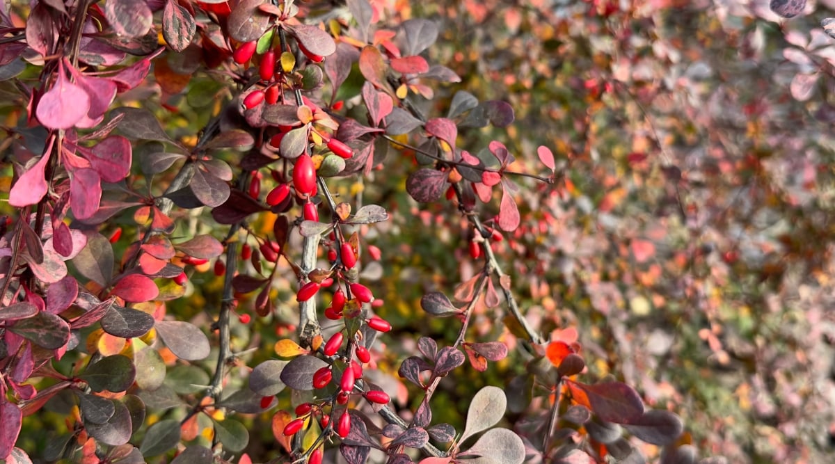 Close-up of a Barberry bush in a sunny garden. Barberry, belonging to the Berberis genus, is a deciduous shrub which features small, oval to spatula-shaped leaves that include green, red and purple shades. The plant produces oval red berries.