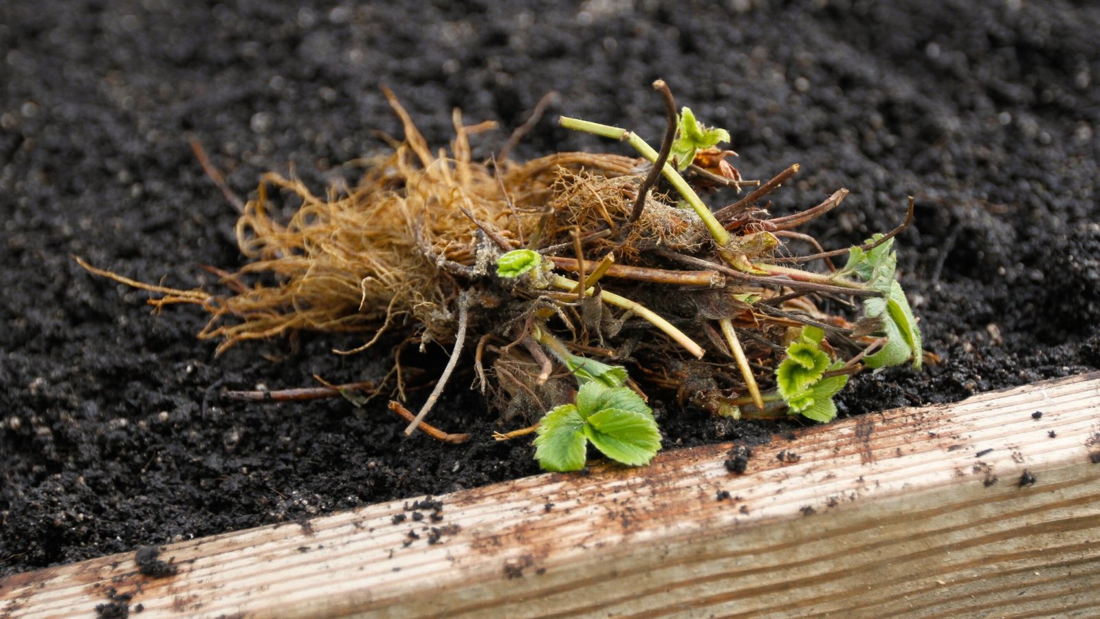 Close-up of bare root strawberry seedlings on wet soil. Bare root strawberry seedlings consist of slender, pale brown roots without soil, accompanied by a small central crown or stem. The roots appear delicate and fibrous, extending outward from the crown in a radial pattern. Above the crown, there are a few sparse, small leaves.