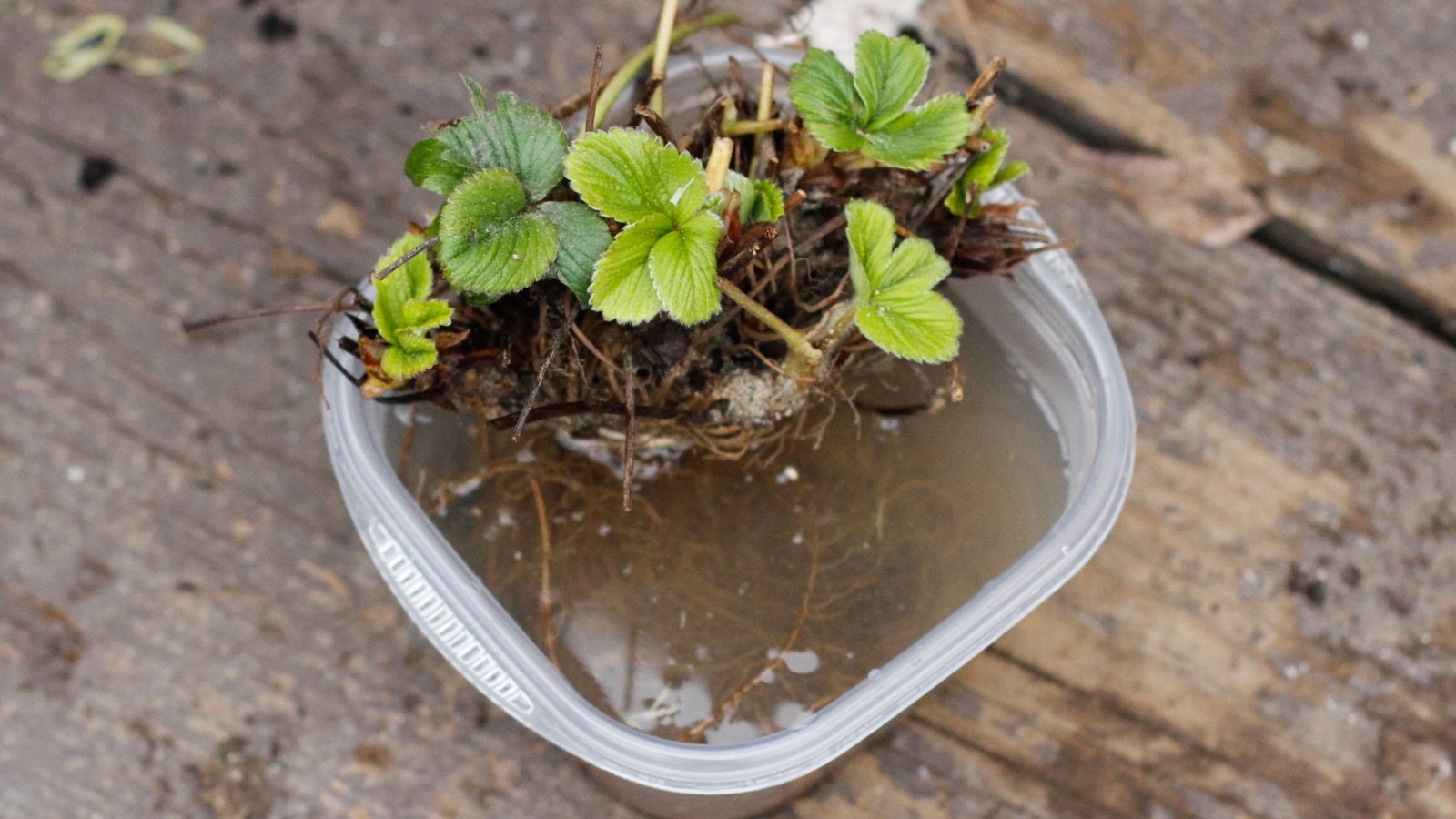 Transparent container holding murky water and bare-root strawberry plants, their delicate roots visible. Placed on a weathered wooden table, the juxtaposition of growth and decay evokes a sense of resilience amidst neglect.