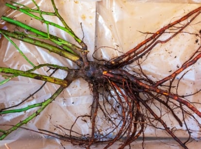 A bare-root plant, its roots exposed, rests in a white plastic container, devoid of soil. The stark contrast between the stark white vessel and the earthless roots highlights the potential for growth and adaptation in a minimalist setting.