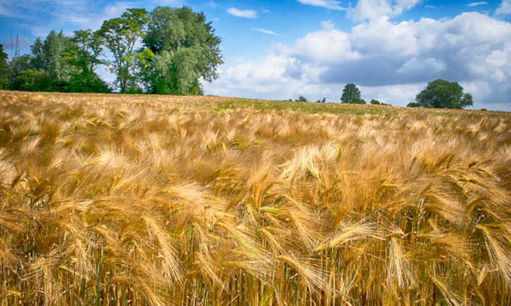 Barley plant