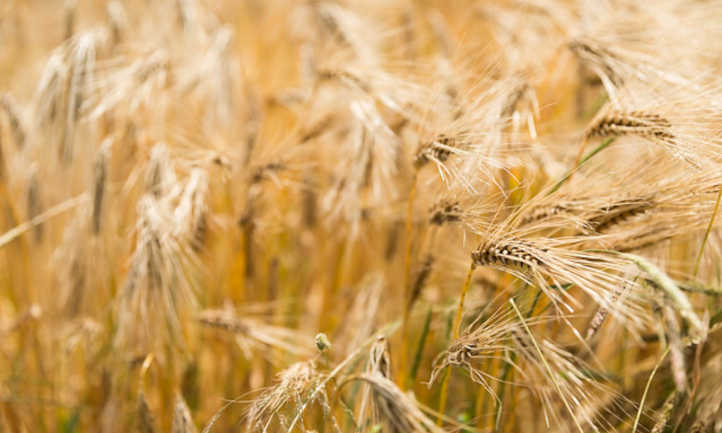 Barley ready to harvest