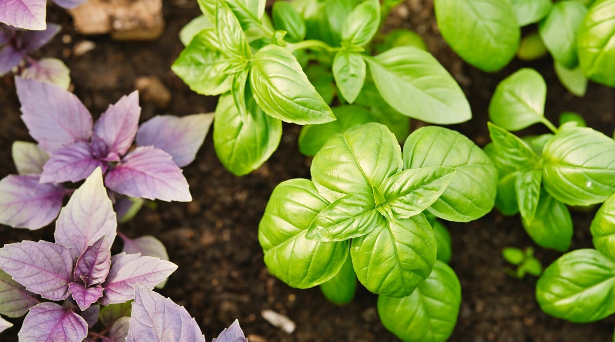 Top view, close-up of a basil plant in a sunny garden. Basil is a herbaceous annual plant that belongs to the mint family, Lamiaceae. The plant has square strong stems, covered with dense foliage. The leaves are oval with a slightly serrated edge. They are bright green and purple in color and have a glossy, smooth texture.