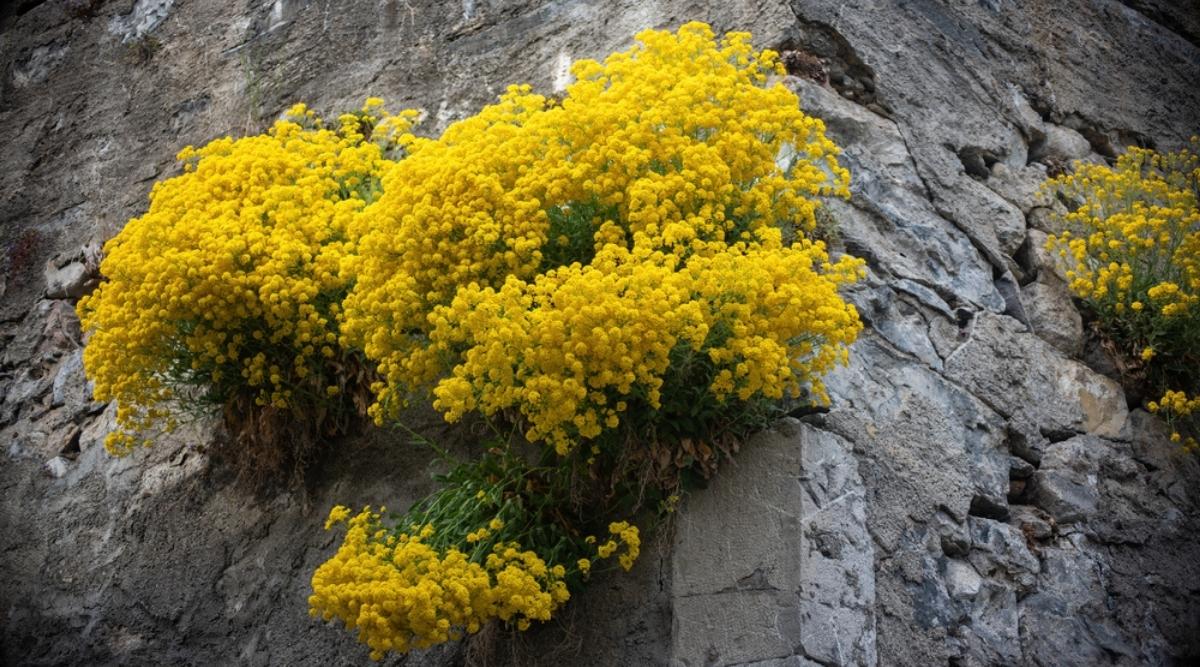 Basket of Gold
