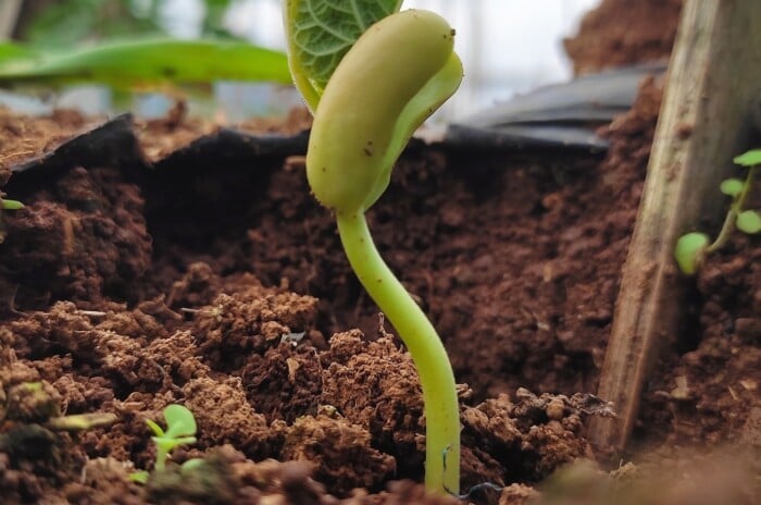 A close-up displays a green bean seedling emerging from rich brown soil, symbolizing growth and vitality in nature. The seed's outer shell splits open, revealing the tender sprout beginning its journey towards the sunlight.