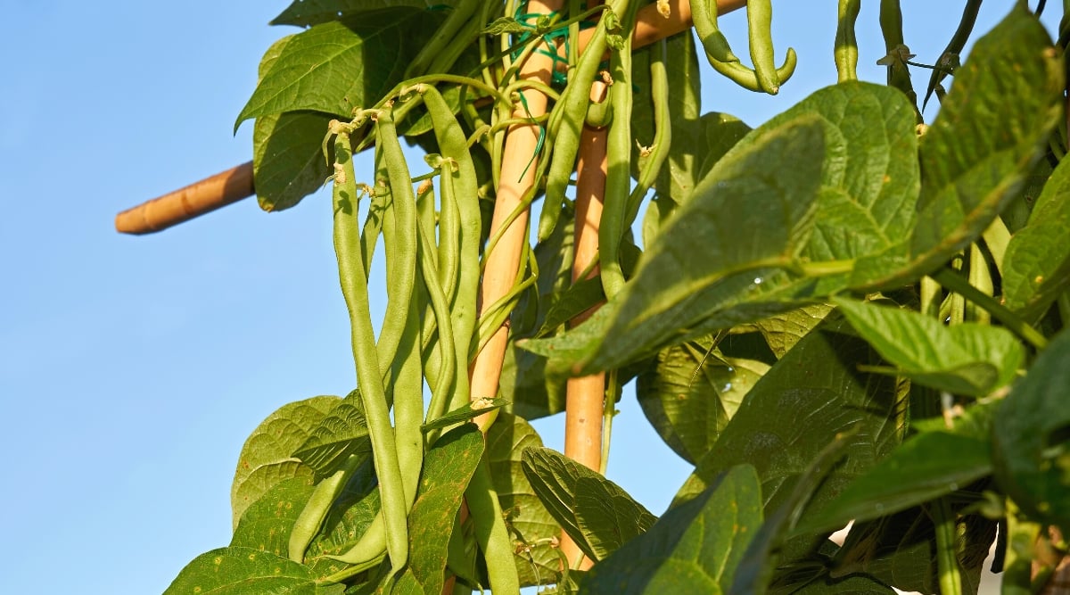 Close-up of a growing bean plant in the garden. Beans are an annual plant in the Fabaceae family. The plant has a climbing or bushy growth habit. Bean leaves are compound, consisting of three leaflets arranged in the form of a clover. Leaflets are smooth, heart-shaped, dark green. Beans produce elongated, pod-like fruits that contain seeds or beans.