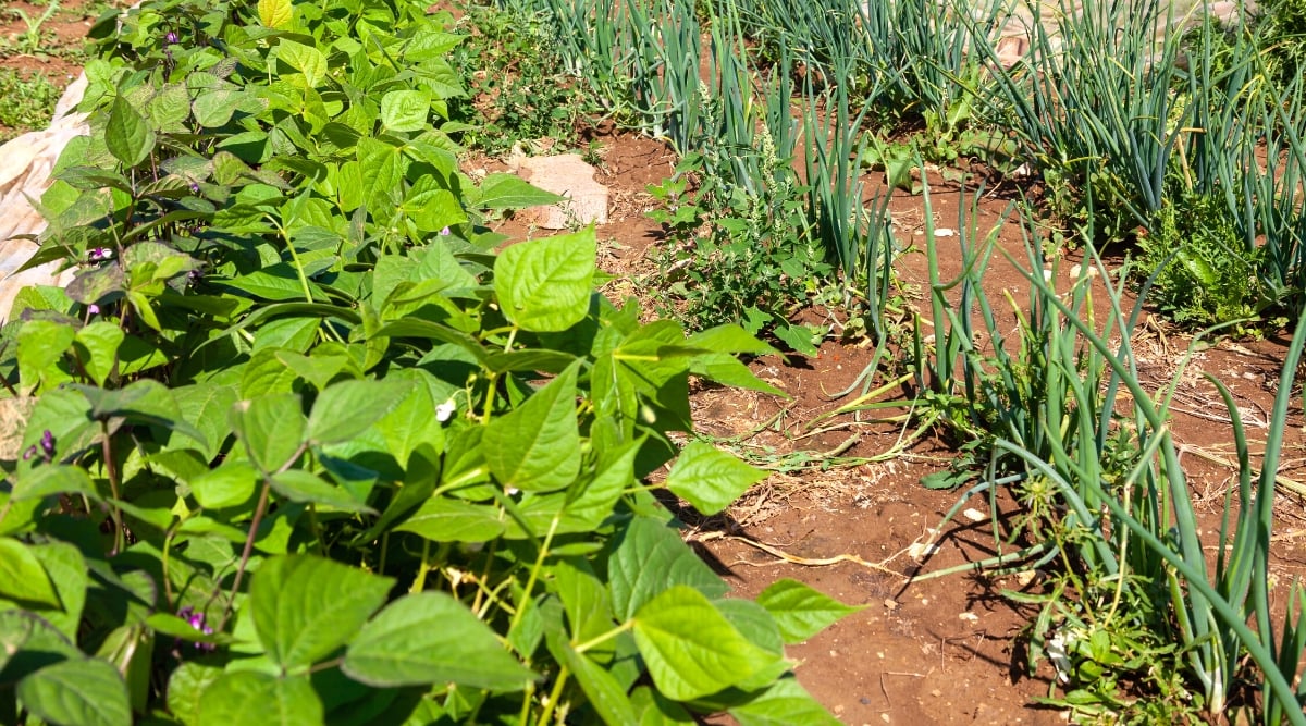 Close-up of growing bean and onion plants in the garden. The bean plant forms bushy forms, with upright stems and trifoliate leaves. The leaves consist of heart-shaped green leaflets with smooth edges. Onions have an underground bulb and above-ground long hollow tubular leaves of dark green color.