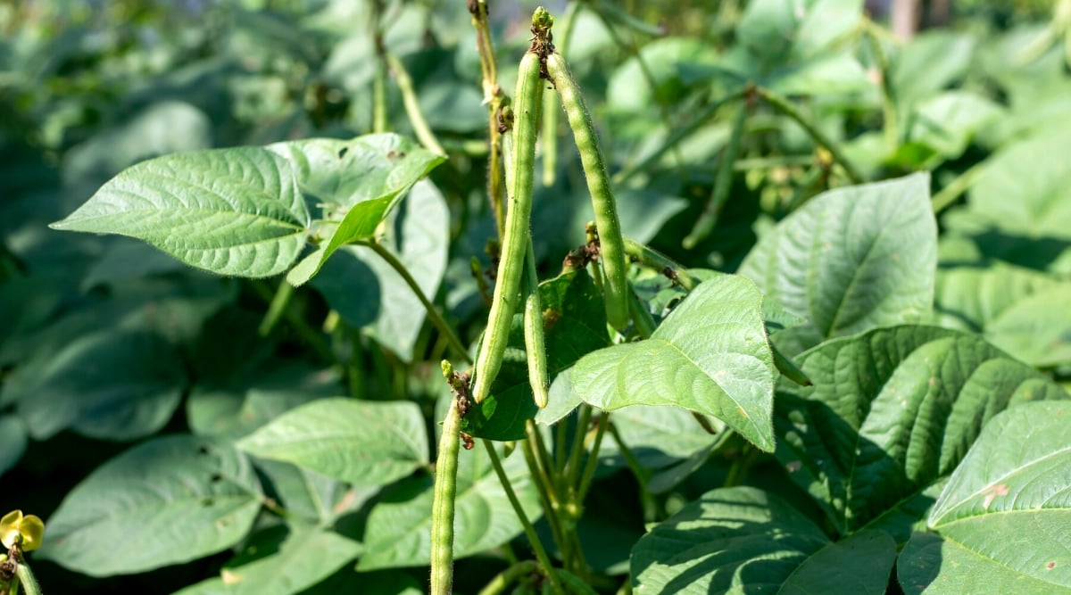 Close-up of a bean plant in a sunny garden. The bean plant is a vine. The plant has large, broad oval leaves arranged alternately along the stems and have a bright green color. The leaves are made up of several leaflets, of which there are usually three, and are attached to a central stem known as the petiole. The fruits of a leguminous plant are pods containing edible seeds. The pods are long and thin, bright green in color.