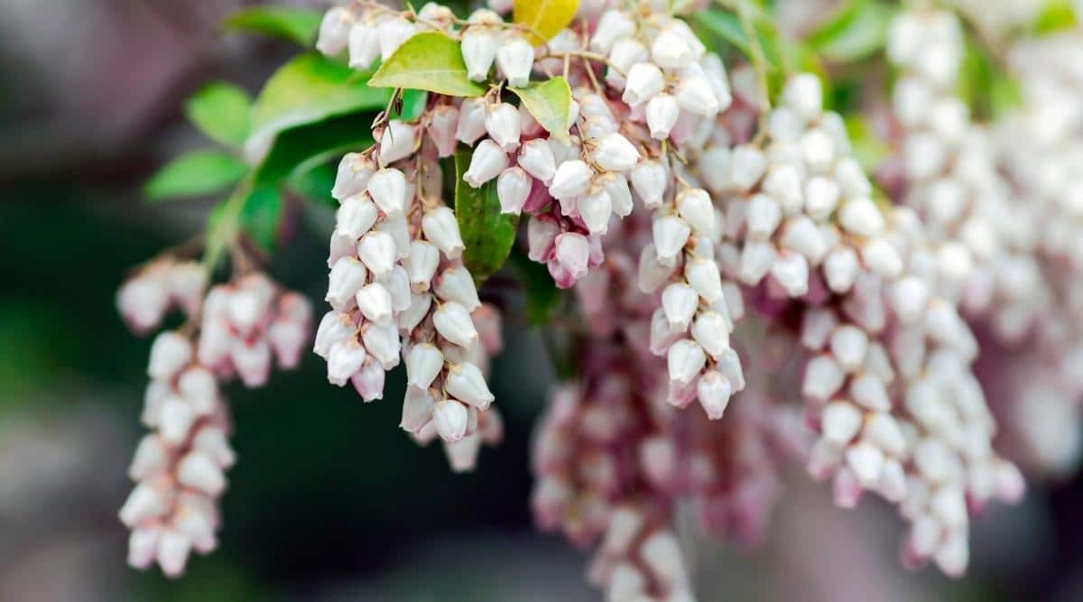 Bearberry