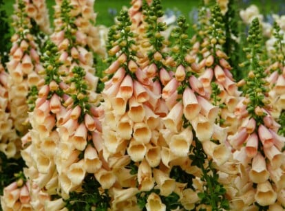 A cluster of 'Dalmatian Peach' foxglove blooms elegantly in lush surroundings, showcasing tubular forms. The peach-colored flowers stand out against the backdrop of verdant green foliage, creating a captivating contrast in the garden landscape.