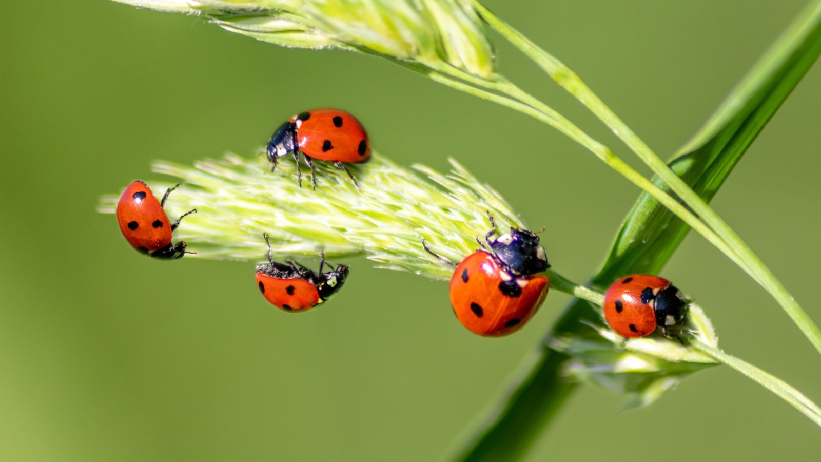 Bright red ladybugs gather on a plant, their glossy shells shimmering in the sunlight, creating a picturesque scene of natural beauty and harmony in the garden.