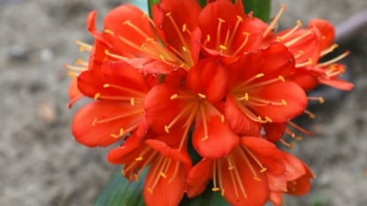 The Bush Lilies boast clusters of striking, trumpet-shaped flowers in vibrant hues of orange-red, each petal delicately curled and arranged in an elegant display atop sturdy stems.