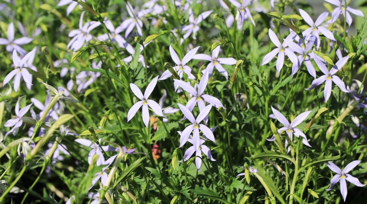 Blue Star Creeper with small, star-shaped, white flowers that bloom in clusters on short, slender, and green stalks. Its green leaves are tiny, serrated, and are arranged in opposite pairs along the stems. 