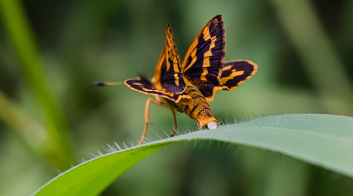 A close-up of a vibrant yellow and black skipper butterfly delicately places an egg on a blade of grass. Its intricate patterns blend harmoniously with the surrounding greenery, showcasing nature's artistry at its finest.