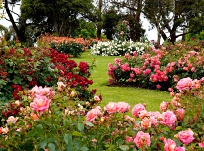 A sprawling garden adorned with a variety of roses in shades of pink, red, and white, creating a colorful tapestry. Towering trees stand sentinel in the background, their branches intertwining to form a natural canopy that complements the garden's serenity.