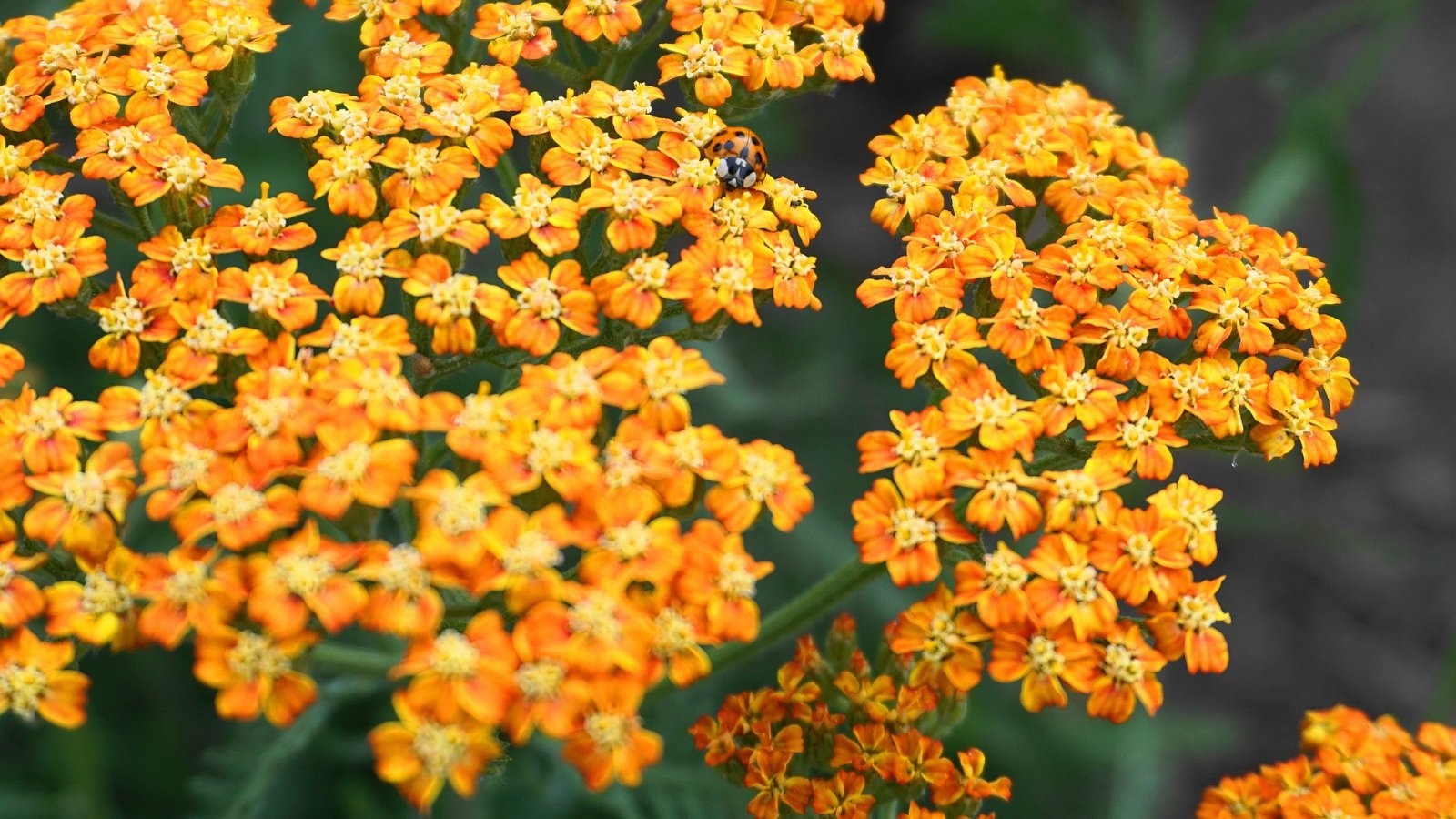 Vibrant orange yarrow blooms cluster together, drawing the eye, while a delicate ladybug explores the intricate petals, adding a touch of whimsy to the floral scene.