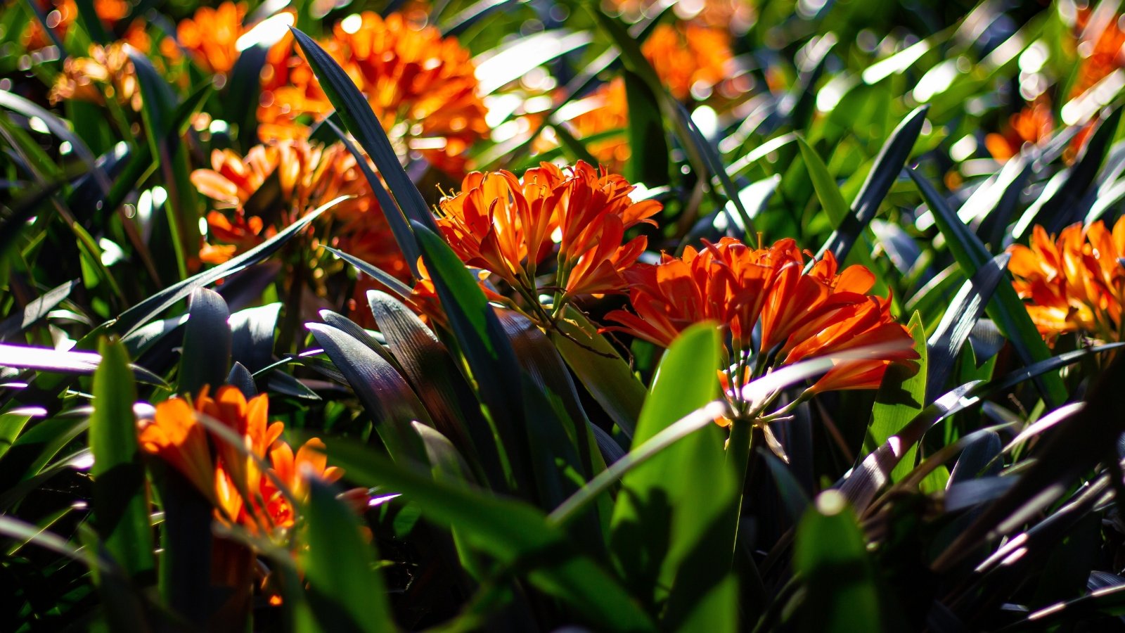 Close-up of flowering Clivia miniata plants under sunlight, characterized by their long, strappy leaves arranged in a fan-like fashion and vibrant clusters of trumpet-shaped flowers in shades of orange, held aloft on sturdy stems.