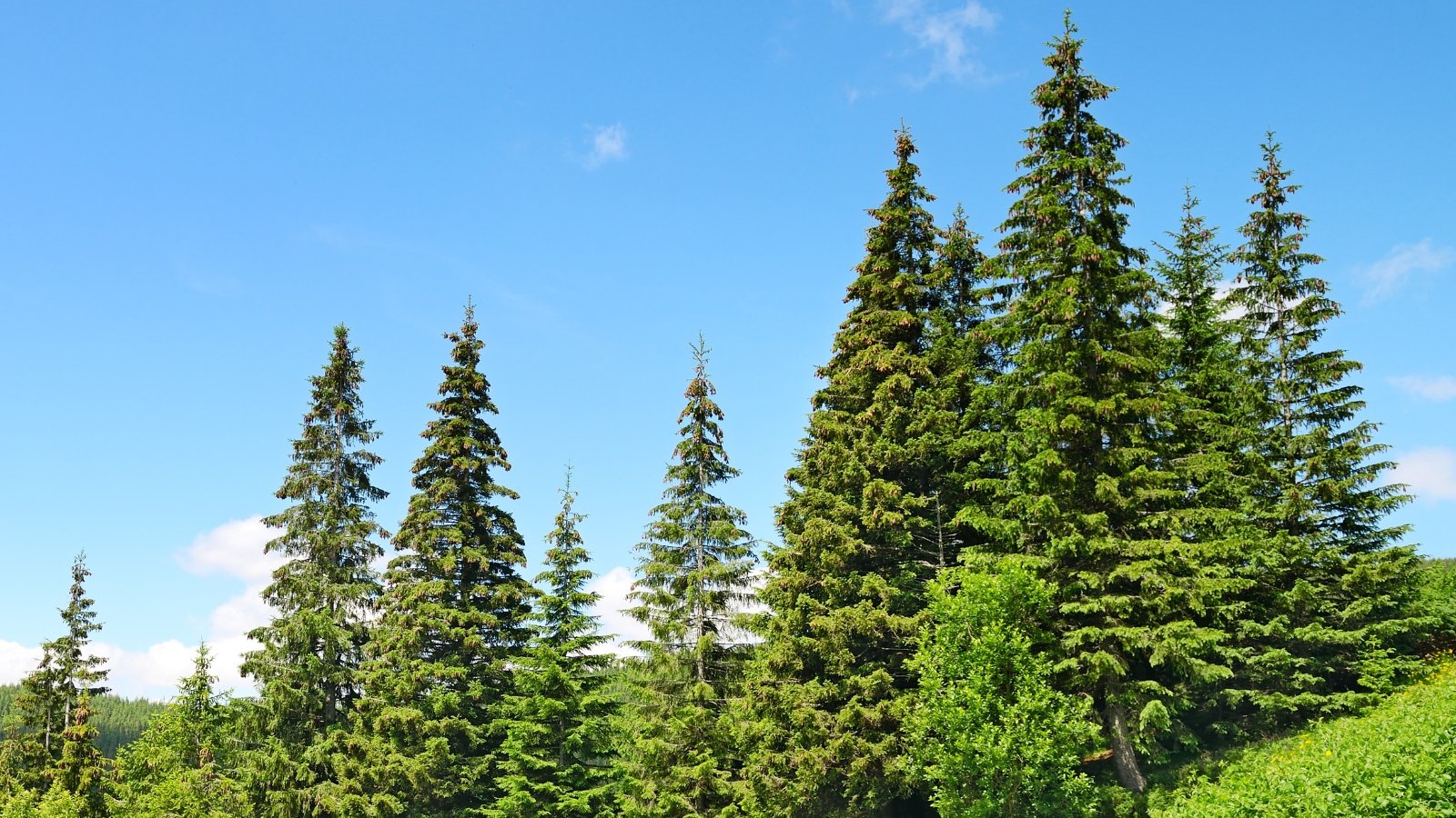 Sunlight streams through the lush canopy of pine trees, casting dappled shadows on the forest floor, under the vast expanse of a clear blue sky.