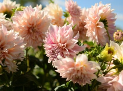 Numerous dahlias and lush green foliage illuminated by the sun's warm glow. The dahlias boast soft pink petals arranged in multiple layers, creating a delicate and inviting display of natural beauty.